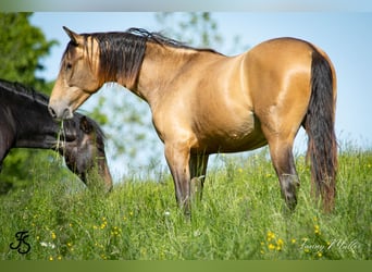 Spanisches Sportpferd, Hengst, 2 Jahre, 161 cm, Falbe