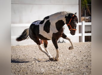 Spanisches Sportpferd Mix, Hengst, 2 Jahre, 162 cm, Tobiano-alle-Farben
