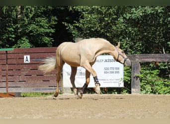 Spanisches Sportpferd, Hengst, 2 Jahre, 165 cm, Palomino