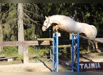 Spanisches Sportpferd, Hengst, 2 Jahre, 167 cm, Palomino