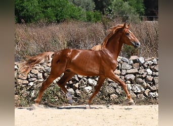 Spanisches Sportpferd, Hengst, 2 Jahre, 170 cm, Fuchs