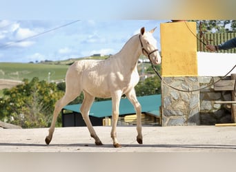 Spanisches Sportpferd, Hengst, 2 Jahre, Pearl