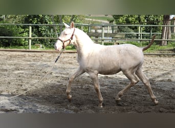 Spanisches Sportpferd, Hengst, 2 Jahre, Pearl