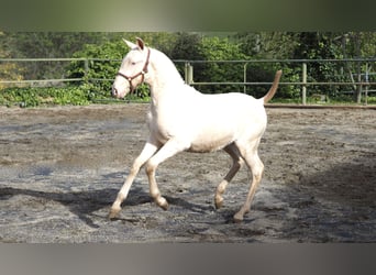 Spanisches Sportpferd, Hengst, 2 Jahre, Pearl