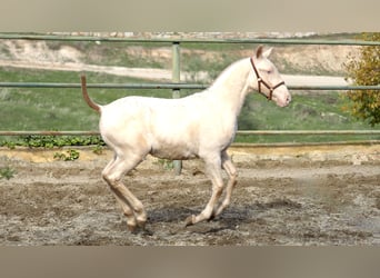 Spanisches Sportpferd, Hengst, 2 Jahre, Pearl