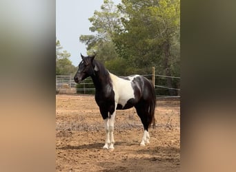 Spanisches Sportpferd, Hengst, 3 Jahre, 150 cm, Schecke