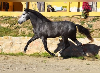 Spanisches Sportpferd, Hengst, 3 Jahre, 155 cm, Schimmel