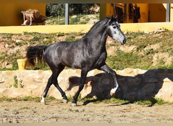 Spanisches Sportpferd, Hengst, 3 Jahre, 155 cm, Schimmel