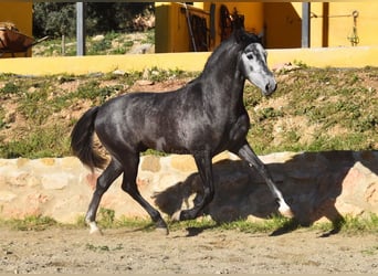 Spanisches Sportpferd, Hengst, 3 Jahre, 155 cm, Schimmel