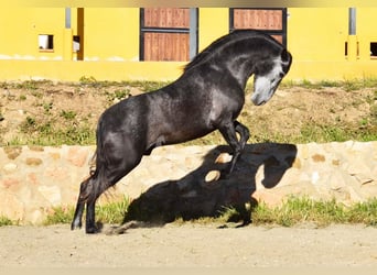 Spanisches Sportpferd, Hengst, 3 Jahre, 155 cm, Schimmel