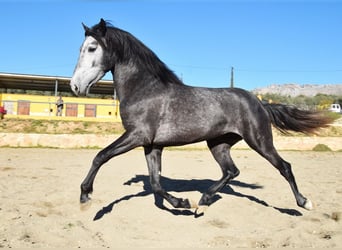 Spanisches Sportpferd, Hengst, 3 Jahre, 155 cm, Schimmel