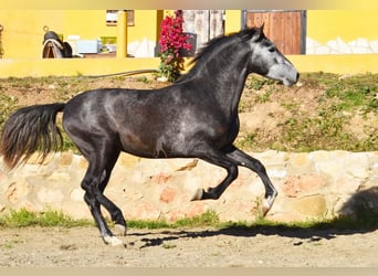 Spanisches Sportpferd, Hengst, 3 Jahre, 155 cm, Schimmel