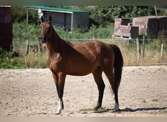 Spanisches Sportpferd, Hengst, 3 Jahre, 158 cm, Brauner