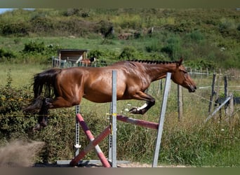 Spanisches Sportpferd, Hengst, 3 Jahre, 158 cm, Brauner