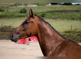 Spanisches Sportpferd, Hengst, 3 Jahre, 158 cm, Brauner