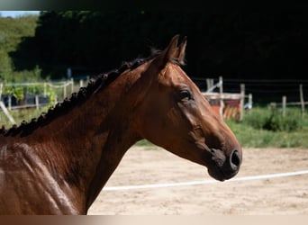 Spanisches Sportpferd, Hengst, 3 Jahre, 158 cm, Brauner