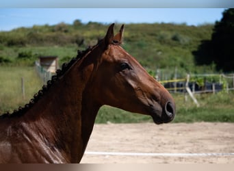 Spanisches Sportpferd, Hengst, 3 Jahre, 158 cm, Brauner