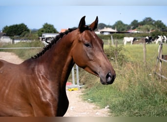 Spanisches Sportpferd, Hengst, 3 Jahre, 158 cm, Brauner