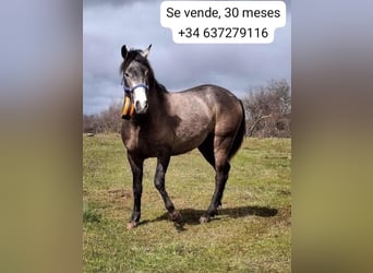 Spanisches Sportpferd, Hengst, 3 Jahre, 160 cm, Fliegenschimmel