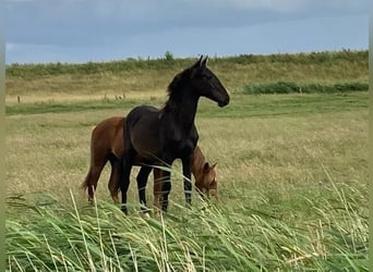 Spanisches Sportpferd, Hengst, 3 Jahre, 160 cm, Schwarzbrauner