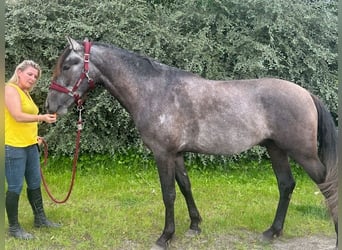 Spanisches Sportpferd, Hengst, 3 Jahre, 161 cm, Braunfalbschimmel