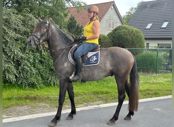 Spanisches Sportpferd, Hengst, 3 Jahre, 161 cm, Braunfalbschimmel