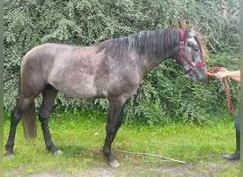 Spanisches Sportpferd, Hengst, 3 Jahre, 161 cm, Braunfalbschimmel