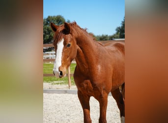 Spanisches Sportpferd, Hengst, 3 Jahre, 162 cm, Fuchs