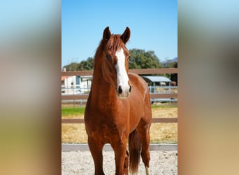 Spanisches Sportpferd, Hengst, 3 Jahre, 162 cm, Fuchs