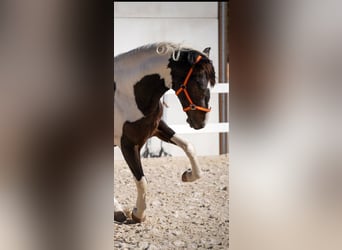 Spanisches Sportpferd, Hengst, 3 Jahre, 162 cm, Tobiano-alle-Farben