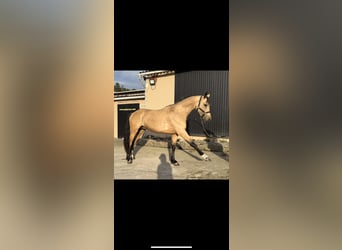 Spanisches Sportpferd, Hengst, 3 Jahre, 165 cm, Cremello