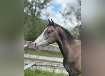 Spanisches Sportpferd, Hengst, 3 Jahre, 165 cm, Schimmel