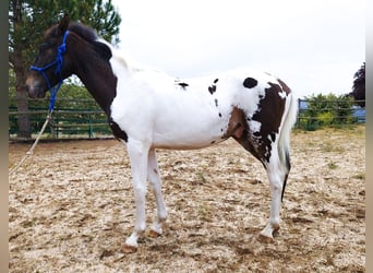 Spanisches Sportpferd, Hengst, 3 Jahre, 165 cm, Tobiano-alle-Farben
