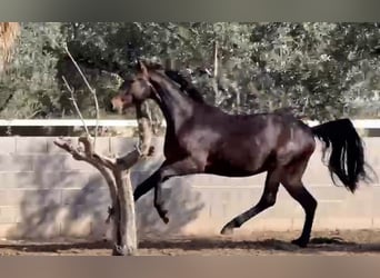 Spanisches Sportpferd, Hengst, 3 Jahre, 167 cm, Dunkelbrauner