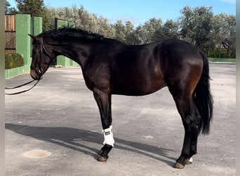 Spanisches Sportpferd, Hengst, 3 Jahre, 167 cm, Dunkelbrauner