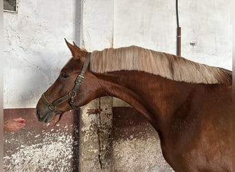 Spanisches Sportpferd Mix, Hengst, 3 Jahre, 169 cm, Fuchs