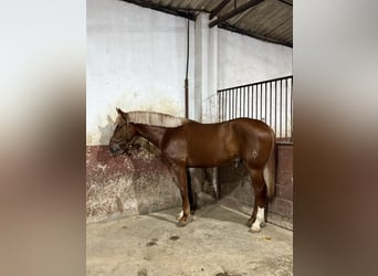 Spanisches Sportpferd Mix, Hengst, 3 Jahre, 169 cm, Fuchs