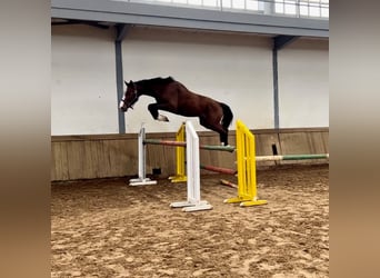 Spanisches Sportpferd, Hengst, 3 Jahre, 170 cm, Brauner
