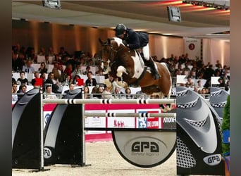 Spanisches Sportpferd, Hengst, 3 Jahre, 170 cm, Brauner