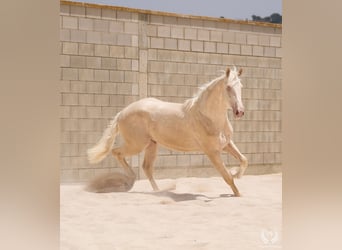 Spanisches Sportpferd, Hengst, 3 Jahre, 170 cm, Cremello