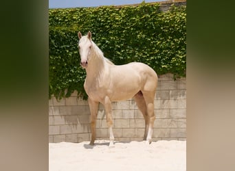 Spanisches Sportpferd, Hengst, 3 Jahre, 170 cm, Cremello