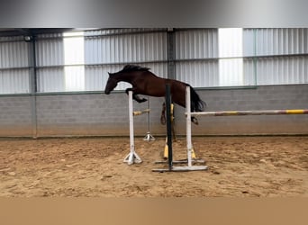 Spanisches Sportpferd, Hengst, 3 Jahre, 170 cm