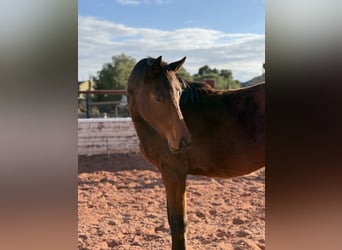 Spanisches Sportpferd, Hengst, 3 Jahre