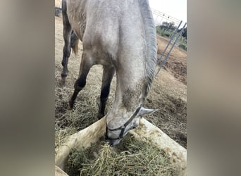 Spanisches Sportpferd, Hengst, 3 Jahre, Schimmel