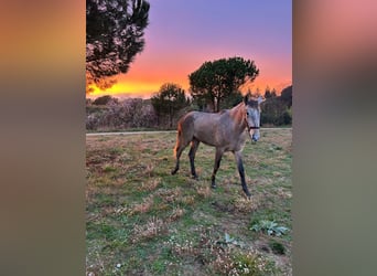 Spanisches Sportpferd, Hengst, 3 Jahre, Schimmel