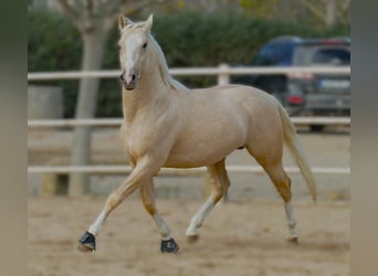 Spanisches Sportpferd, Hengst, 4 Jahre, 156 cm, Palomino