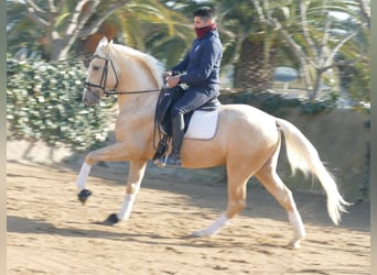 Spanisches Sportpferd, Hengst, 4 Jahre, 156 cm, Palomino