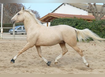 Spanisches Sportpferd, Hengst, 4 Jahre, 156 cm, Palomino