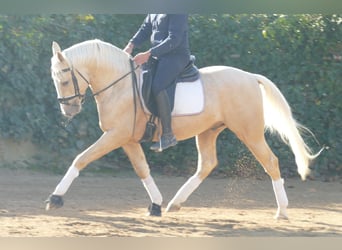 Spanisches Sportpferd, Hengst, 4 Jahre, 156 cm, Palomino