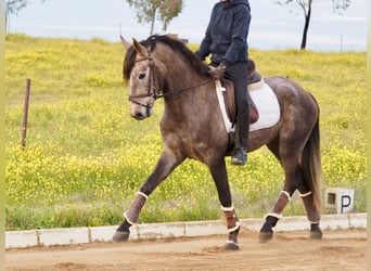Spanisches Sportpferd, Hengst, 4 Jahre, 160 cm, Schimmel